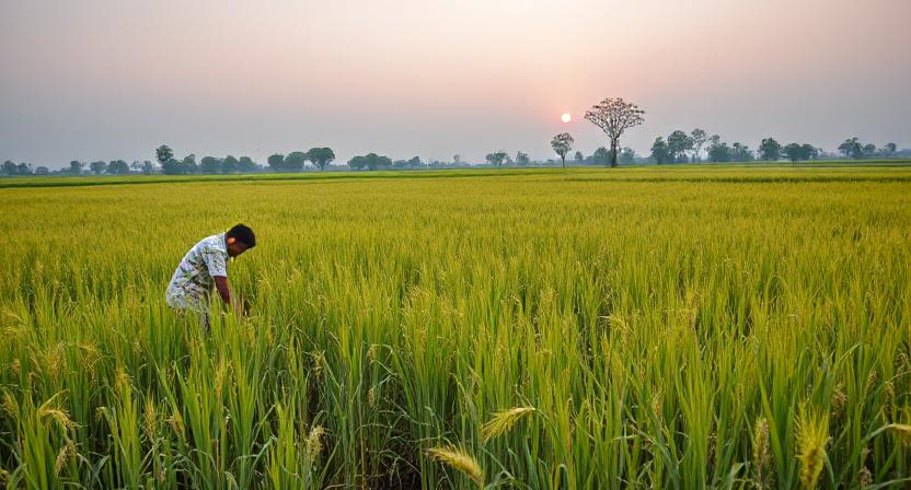 कृषि में स्थिरता
