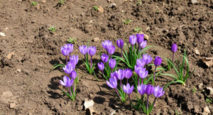 (Crocus sativus)