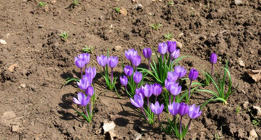 (Crocus sativus)