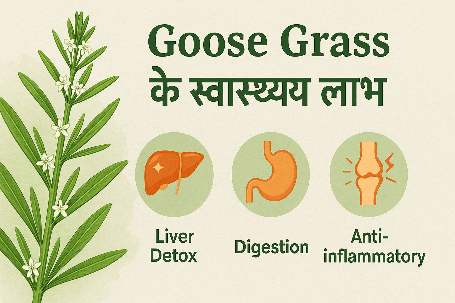 goose grass health benefits