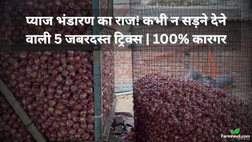प्याज भंडारण