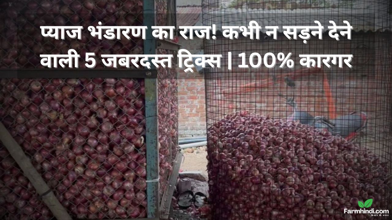 प्याज भंडारण