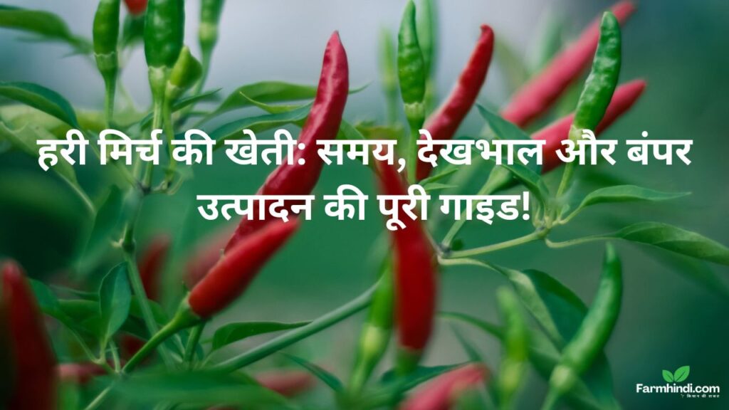 हरी मिर्च की खेती