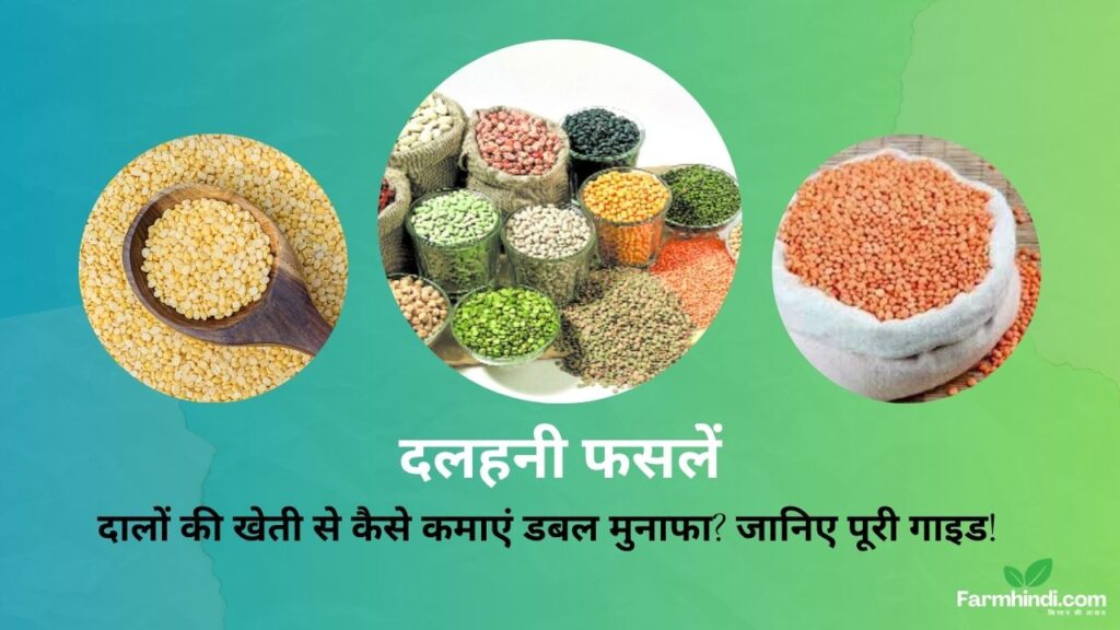 दलहनी फसलें