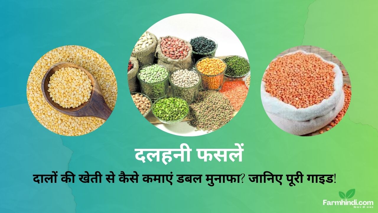 दलहनी फसलें