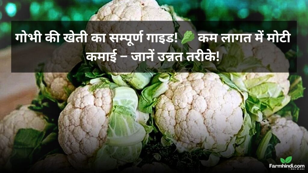 गोभी की खेती