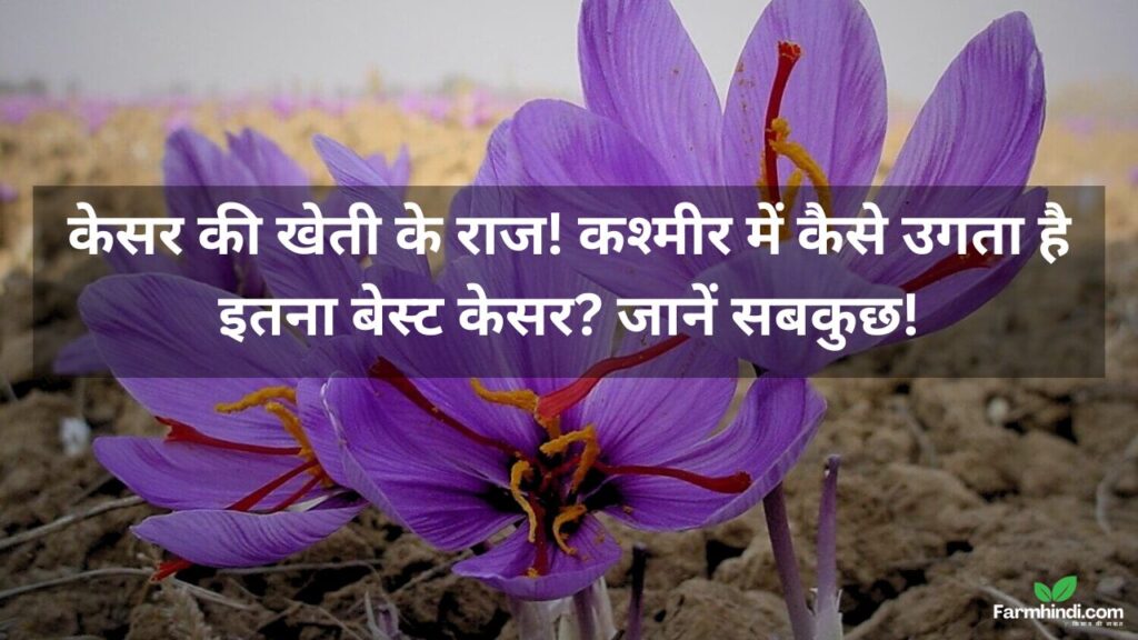 केसर की खेती