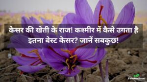 केसर की खेती