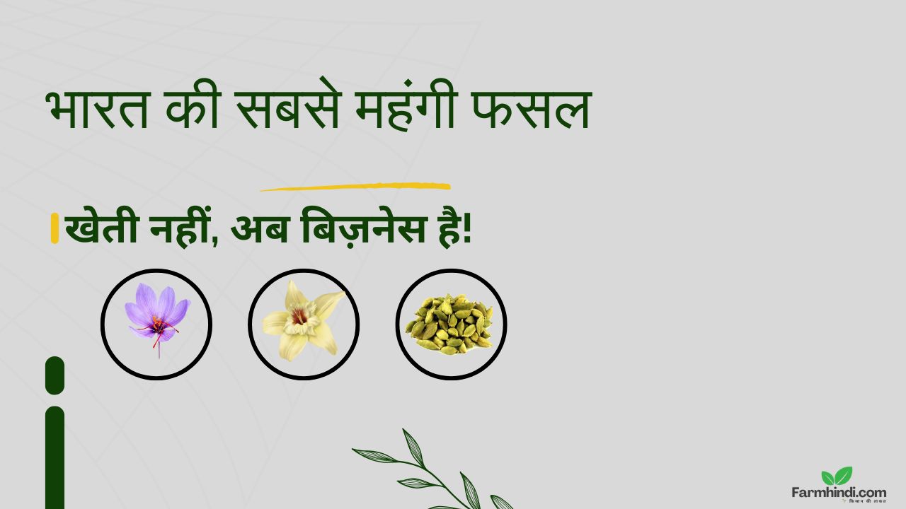 सबसे महंगी फसलें