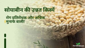 सोयाबीन की उन्नत किस्में