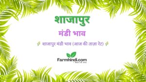 शाजापुर मंडी भाव