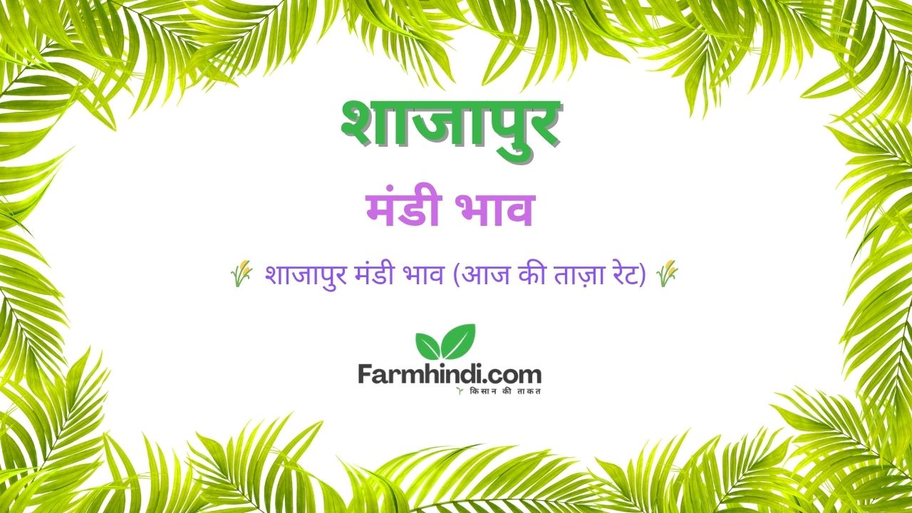 शाजापुर मंडी भाव