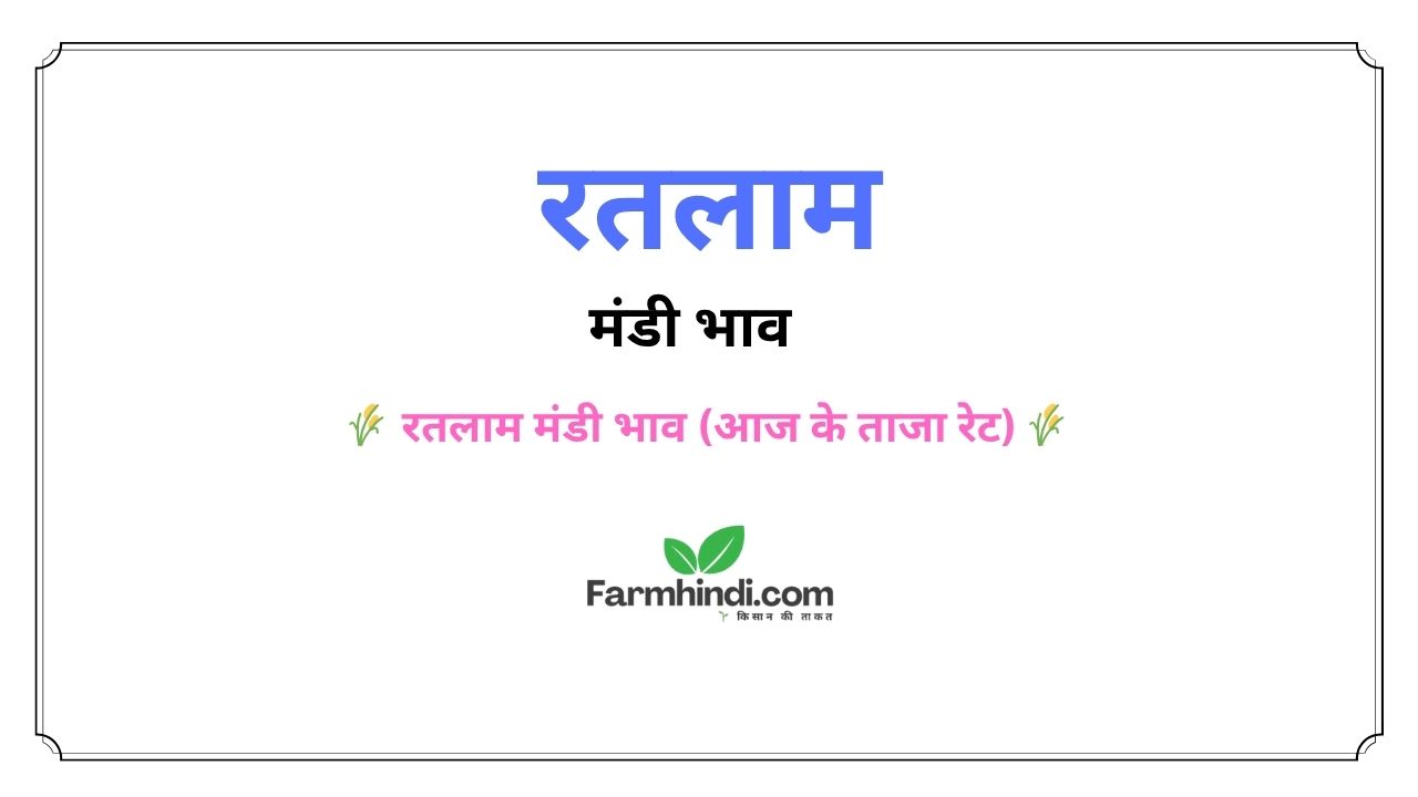 आज के रतलाम मंडी भाव | Ratlam Mandi Bhav Today