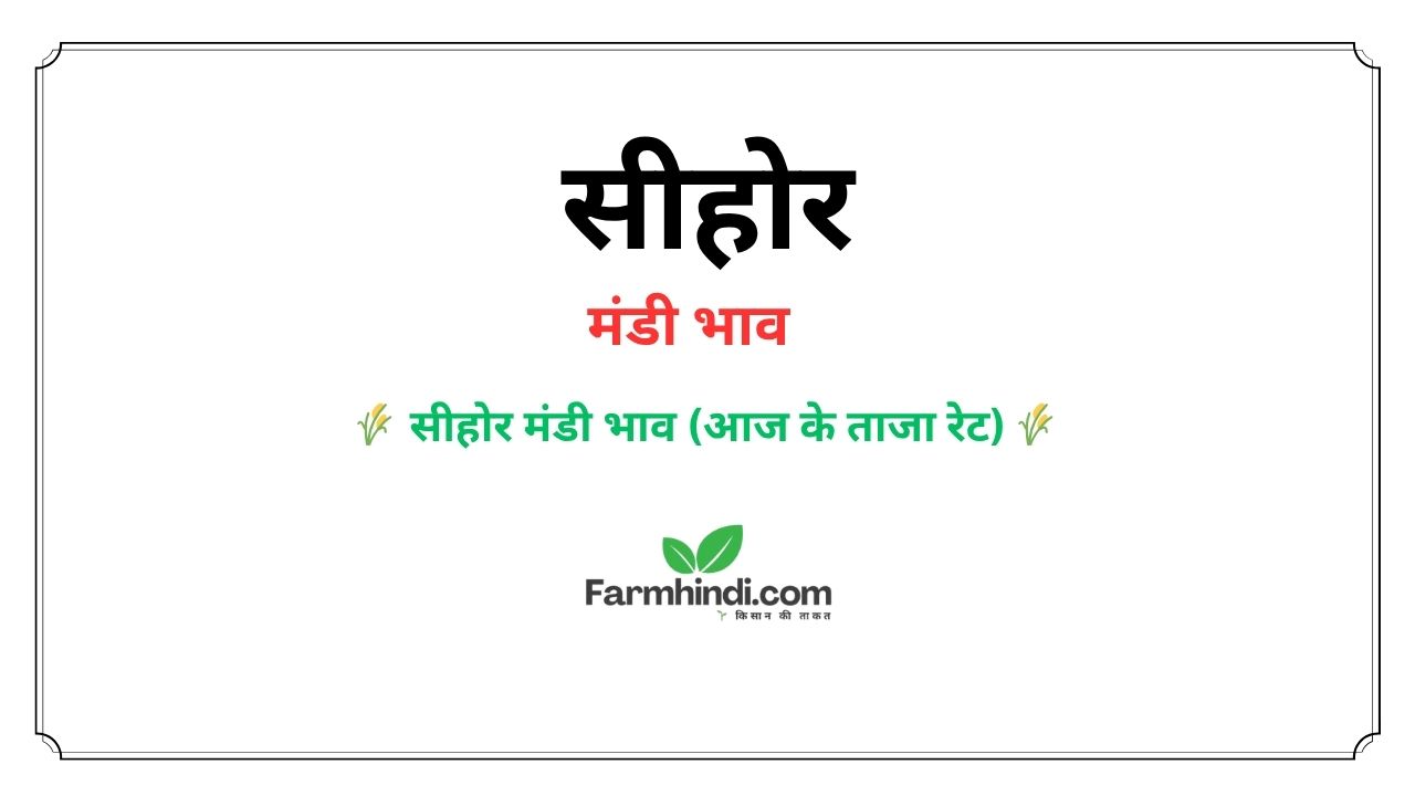 आज के सीहोर मंडी भाव | Sehore Mandi Bhav Today