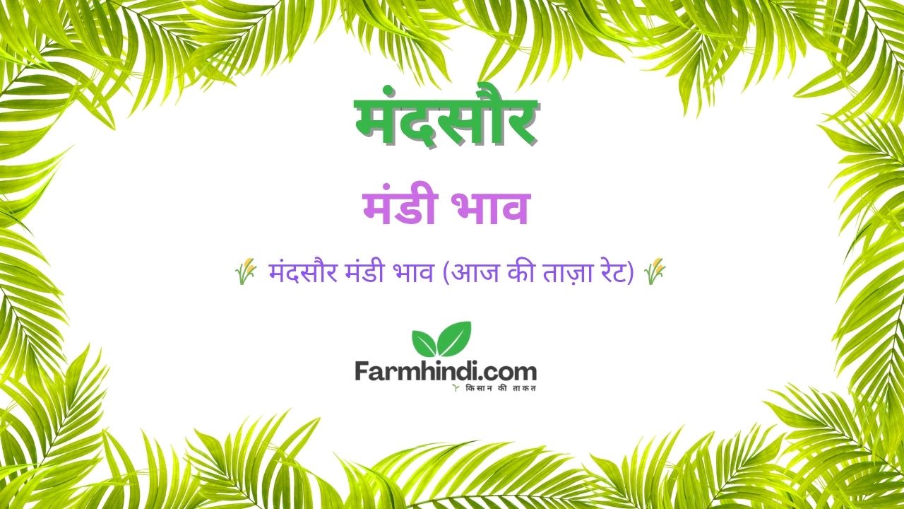 आज के मंदसौर मंडी भाव