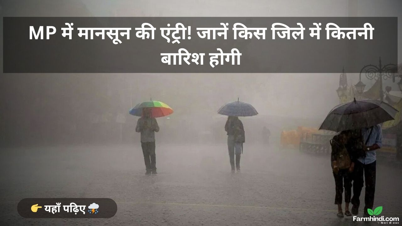 MP में मानसून