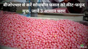 सोयाबीन का बीजोपचार