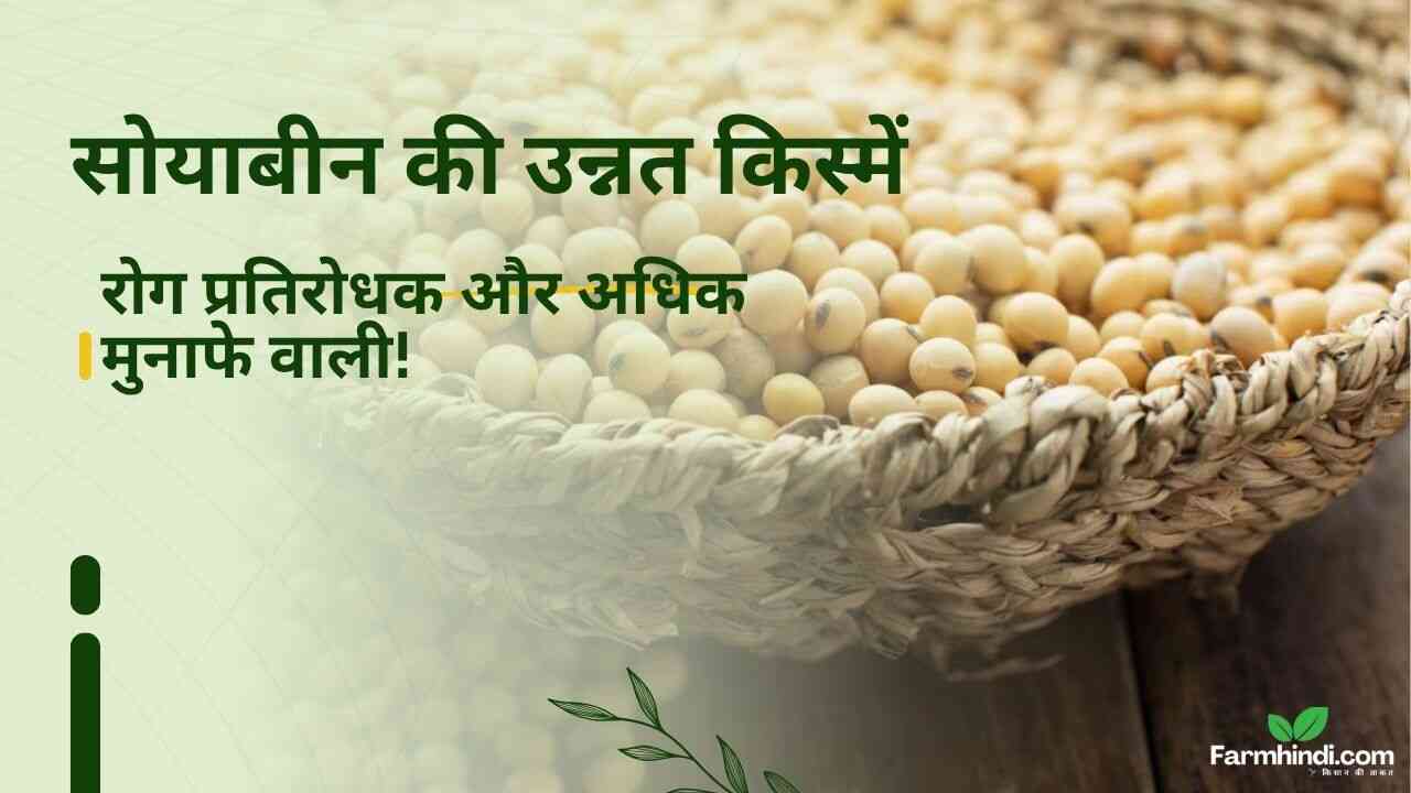 सोयाबीन की उन्नत किस्में