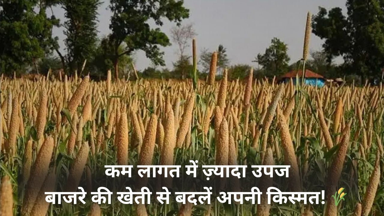 Bajre ki kheti
