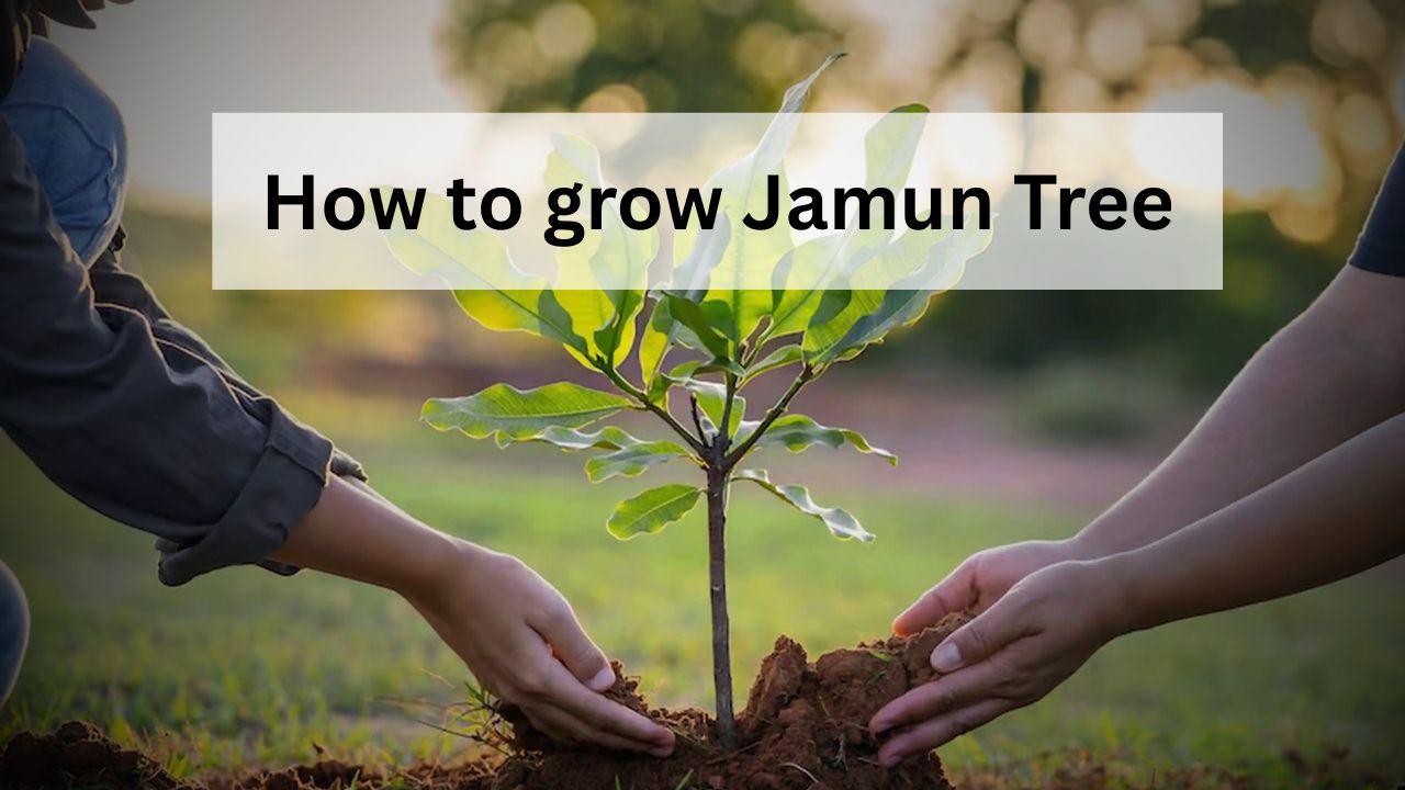 How to grow Jamun Tree