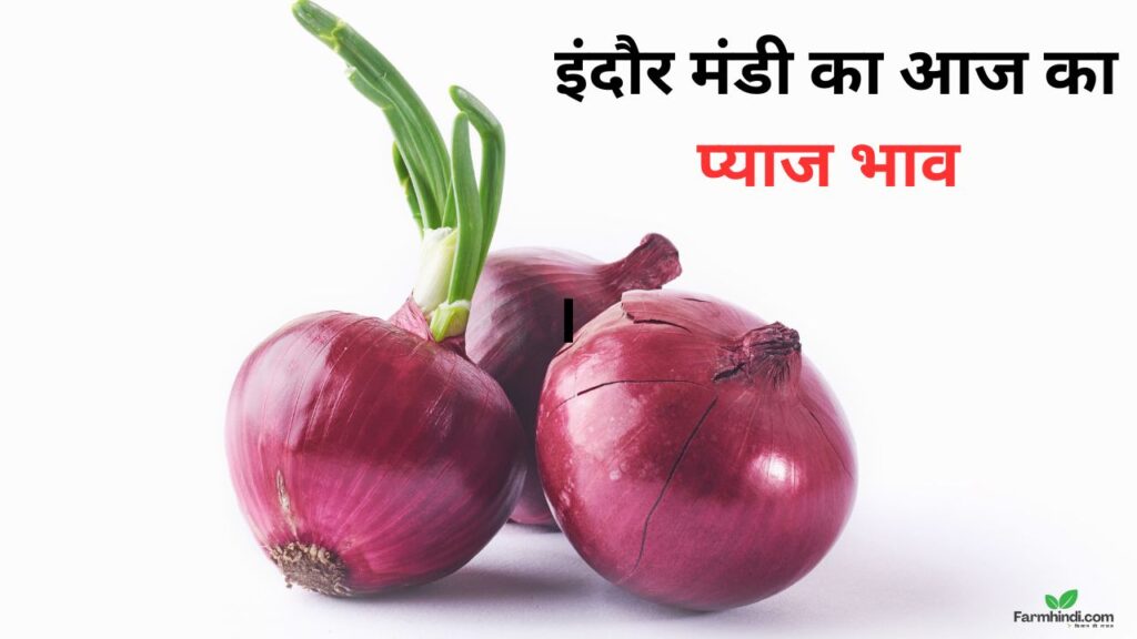 इंदौर मंडी का आज का प्याज भाव