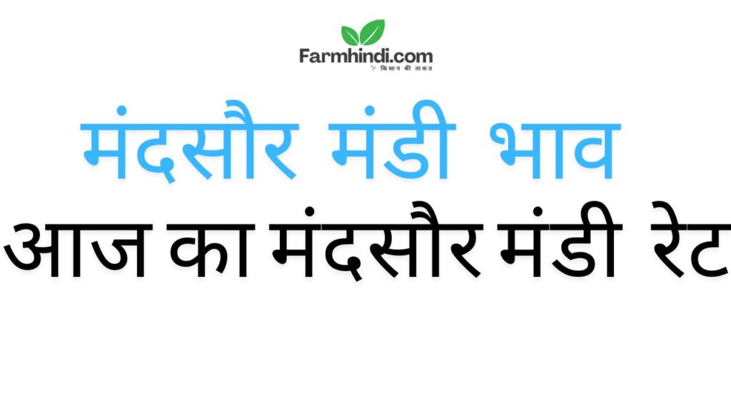 Mandsaur_Mandi_Bhav