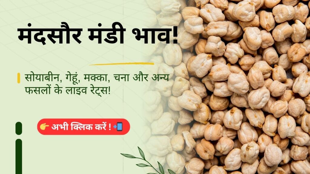 Mandsaur_Mandi_Bhav_Daily