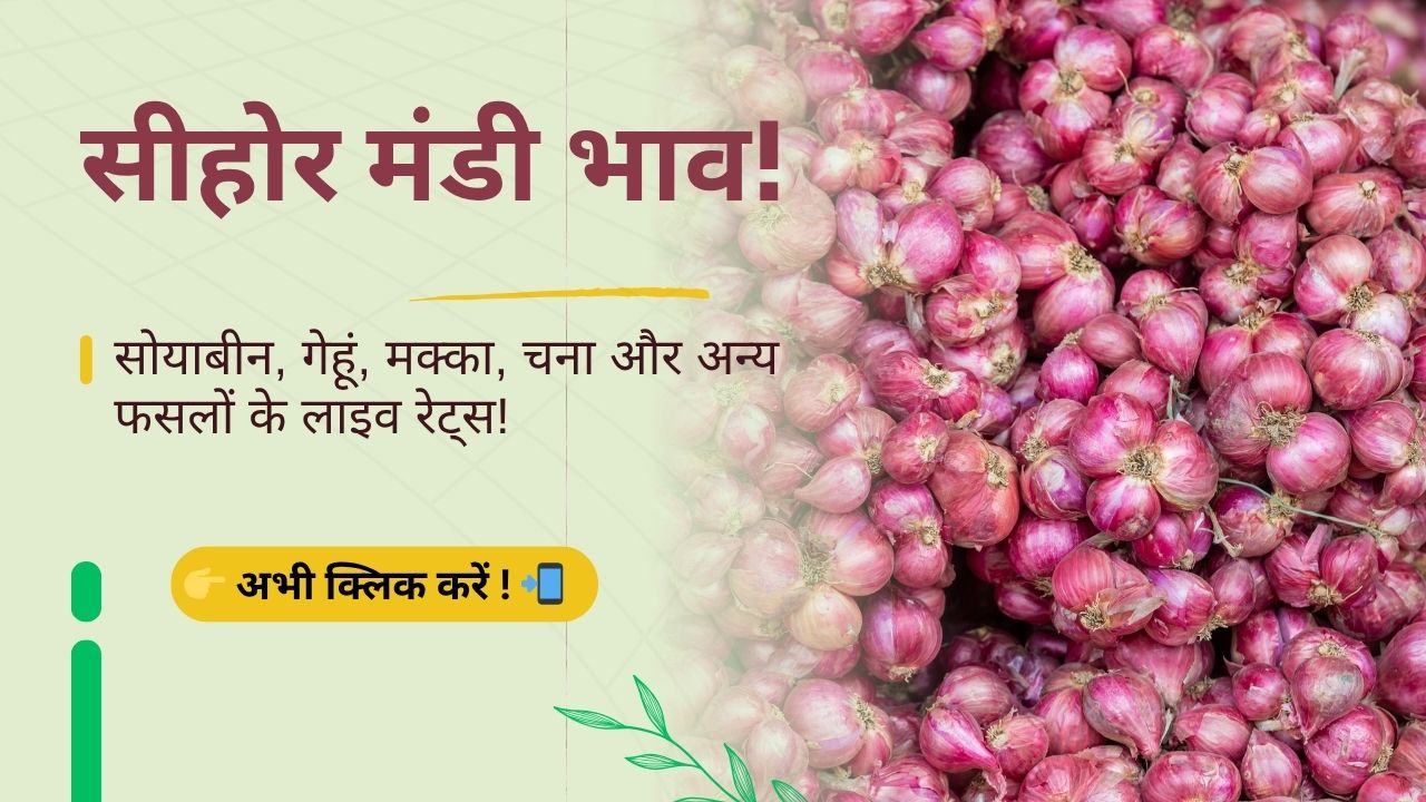 Sehore_Mandi_Bhav_Daily