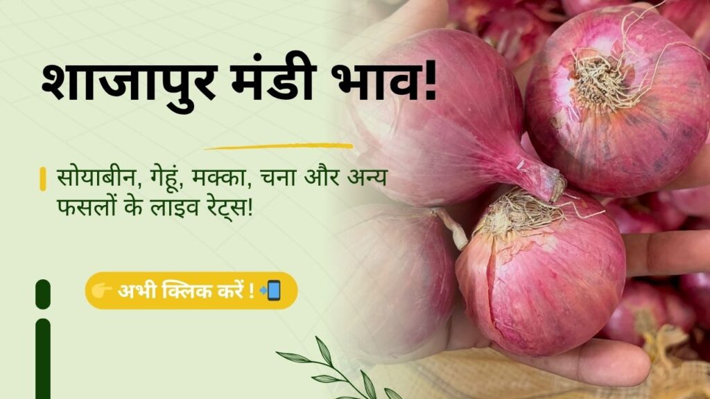 Shajapur_Mandi_Bhav_Daily