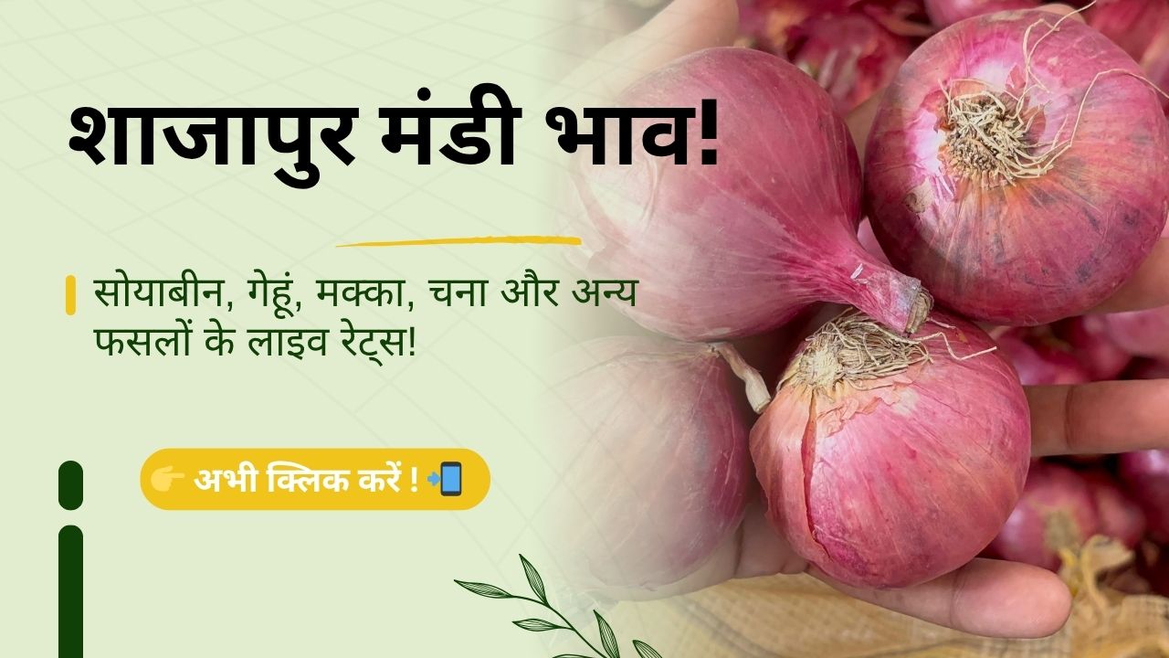 Shajapur_Mandi_Bhav_Daily