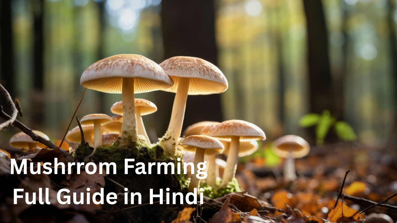mushroom_farming_in_hindi