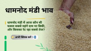 Dhamnod_Mandi_Bhav_Daily