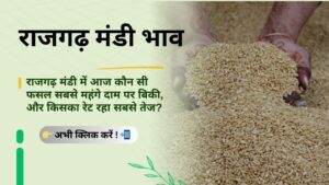 Rajgarh_Mandi_Bhav