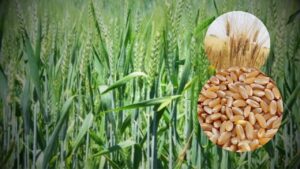Wheat Variety