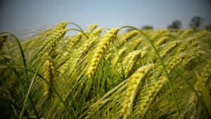 18 Nutrients for Wheat Crop