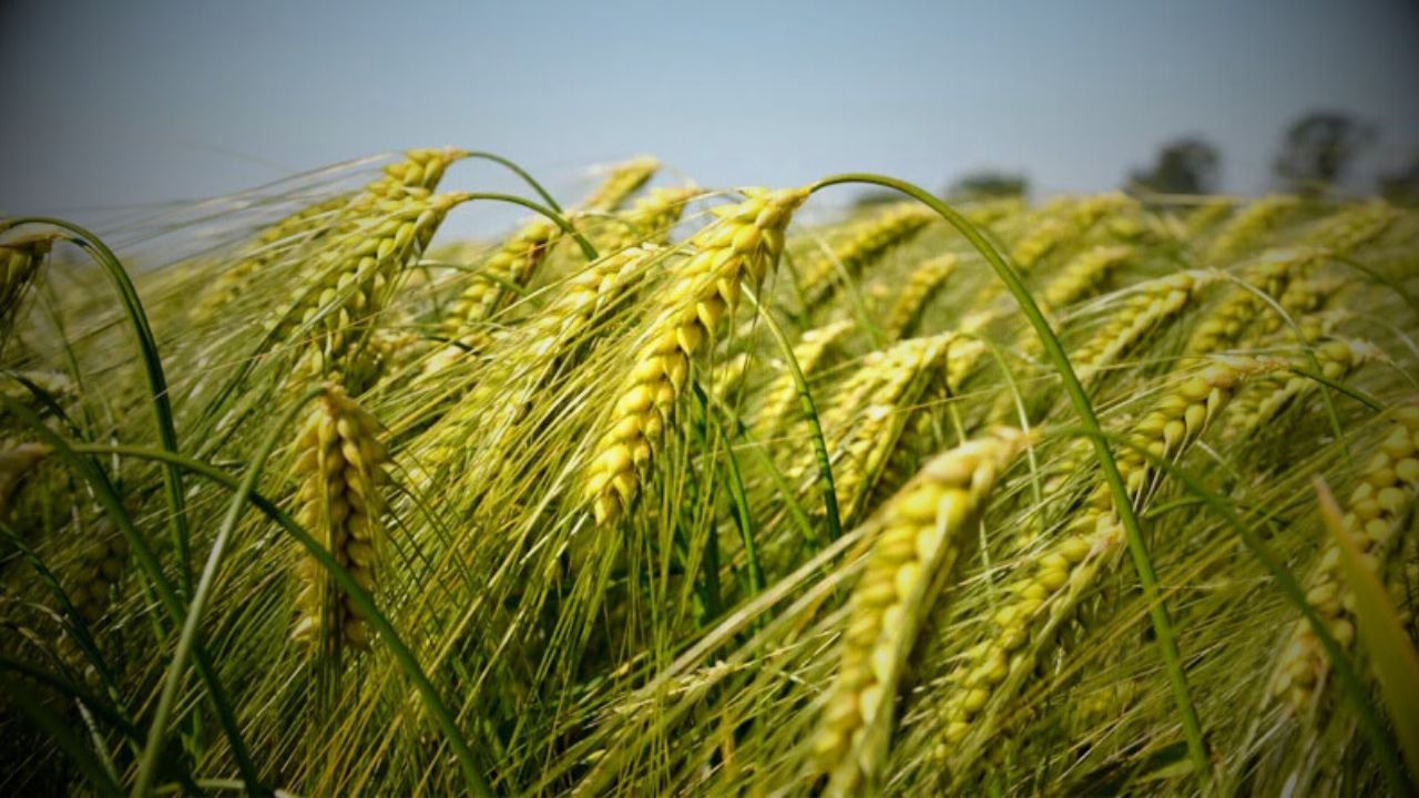 18 Nutrients for Wheat Crop