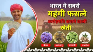Most Expensive Crops in India