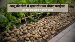 Potato Farming in India